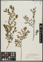 Foto von Salix repens L. x Salix starkeana Willd.